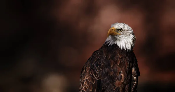 Porträt Des Weißkopfseeadlers Haliaeetus Leucocephalus Wilder Stolzer Vogel Symbol Amerikas — Stockfoto