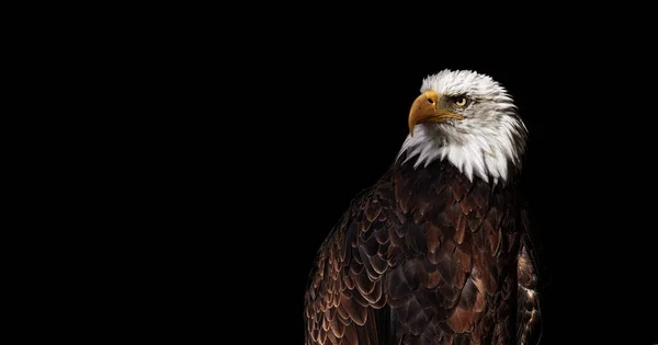 Ritratto Aquila Calva Sfondo Nero Haliaeetus Leucocephalus Uccello Selvatico Orgoglioso — Foto Stock