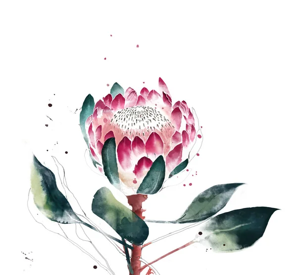 Akvarellblomma Handmålade Enda Blomma Protea Med Blad Isolerade Vit Bakgrund — Stockfoto