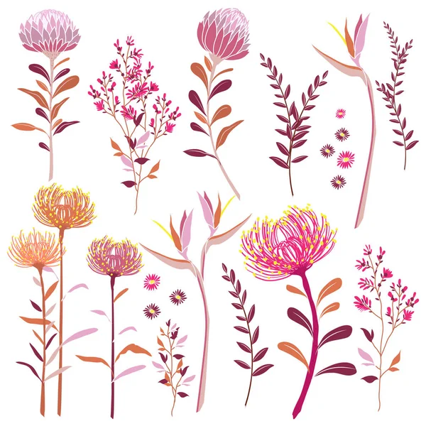 Conjunto Elementos Naturales Tropicales Florales Dibujados Mano Flores Exóticas Colección —  Fotos de Stock