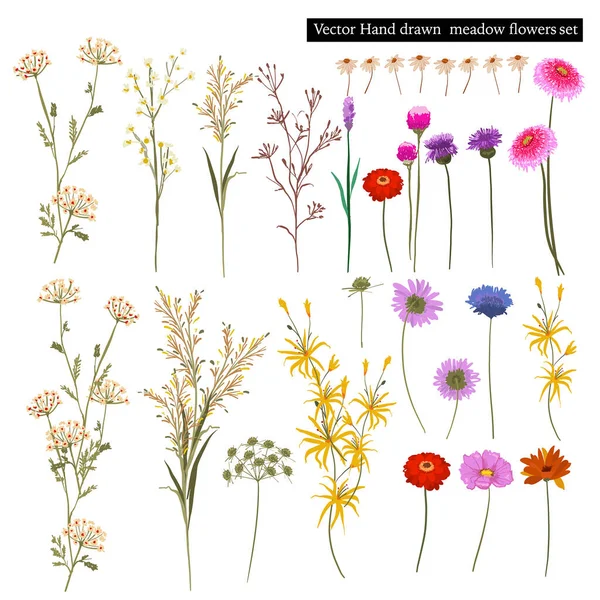 Set Van Prachtige Weide Bloeiende Bloemen Botanische Planten Geïsoleerd Handgetekende — Stockvector