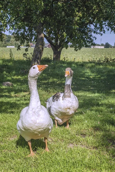 Çimlerin Üzerinde Yürüyen Iki Evcil Kaz Kırsal Alan — Stok fotoğraf