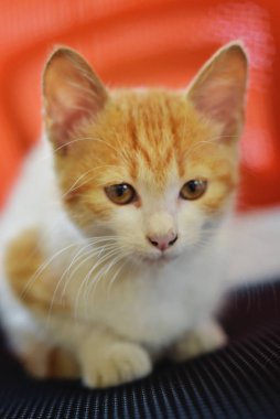 küçük kırmızı ve beyaz yavru kedi