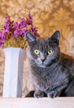 İskoç kedi üzerinde ev mobilyaları oturma