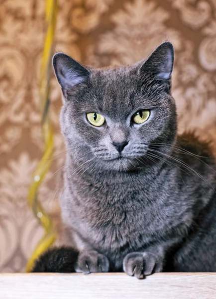 Schottische Katze Sitzt Auf Wohnungsmöbeln — Stockfoto