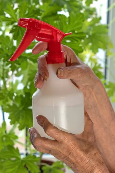 Manos Una Anciana Pulveriza Sobre Plantas Caseras — Foto de Stock