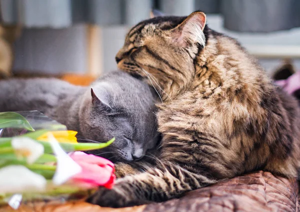 Kediler bir battaniye var onunla yatıyorsun. Gri İskoç kedi ve yetişkin kedi. Pet kedi kedi yavaşça hugs ve hugs. Güzel kürk. Büyük kediler namlu. Kedi kitty seviyor