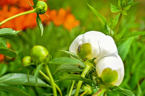 Beyaz Çiçek Açan Şakayık Çiçekleri Yeşil Yeşillik Küçük Tomurcuklar Çiçek — Stok fotoğraf
