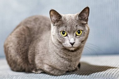 portrait of a beautiful Scottish cat. sitting on the couch. clipart