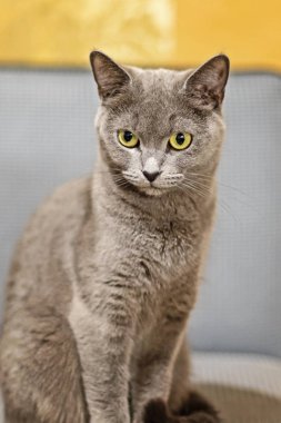 güzel bir İskoç kedi portresi. kanepede oturan.