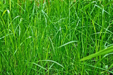 Yeşil çimen doğal arkaplan dokusu.