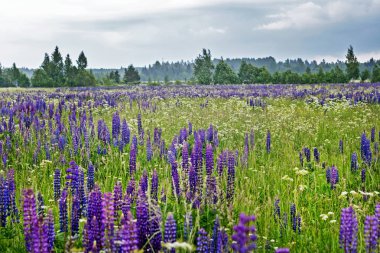 Yaz aylarında lupine alan