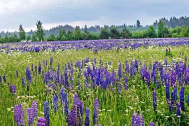 Yaz aylarında lupine alan