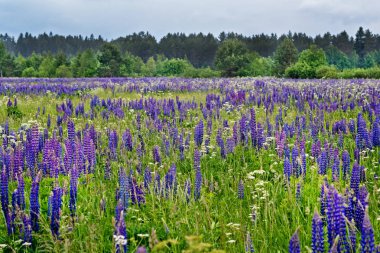 Yaz aylarında lupine alan