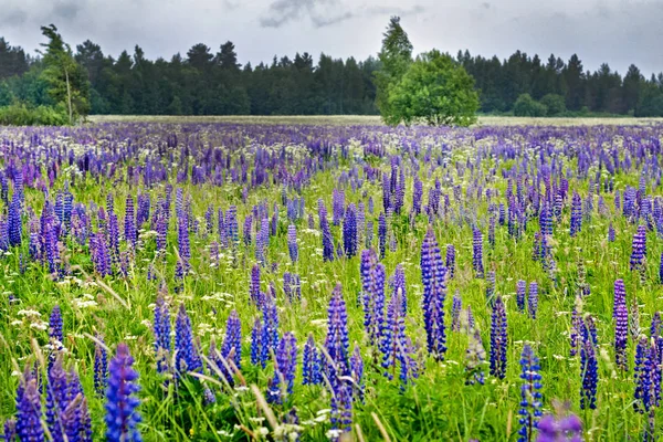 Yaz aylarında lupine alan