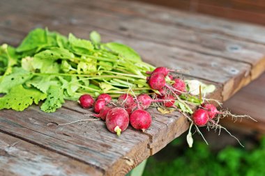 Benim bahçeden turp