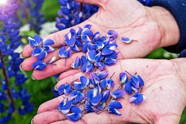 Fleurs Lupin Sur Les Mains Femme — Photo