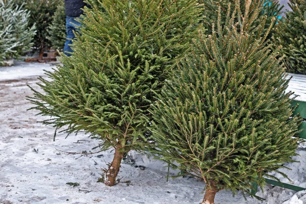 Farmer's Market satış sırasında Noel sezonu için Noel ağaçları