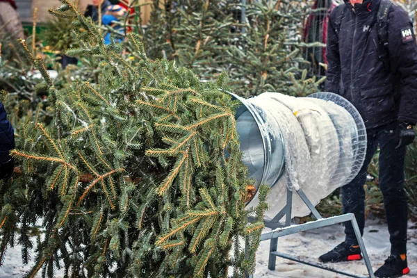 Noel ağaçları farmer's Market satış sırasında Noel sezonu için. kılavuz ve tünel Noel ağacı ambalaj için