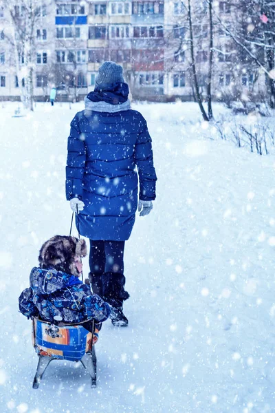 Счастливая Мама Катает Сына Санях Прекрасная Романтическая Атмосфера Снежный Зимний — стоковое фото
