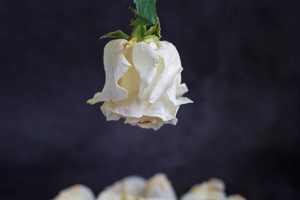 Jedna Biała Róża na ciemnym tle z płatkami. Kartkę z życzeniami z miejscem na napis. — Zdjęcie stockowe
