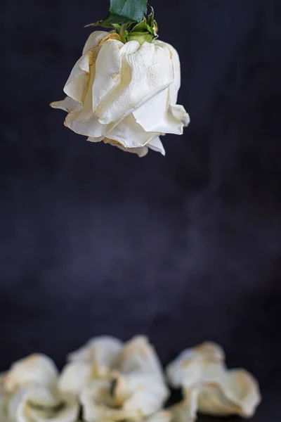 Una rosa blanca sobre un fondo oscuro con pétalos. Tarjeta de felicitación con lugar para inscripción . —  Fotos de Stock