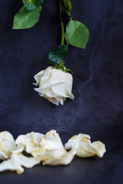 Una rosa blanca sobre un fondo oscuro con pétalos . —  Fotos de Stock