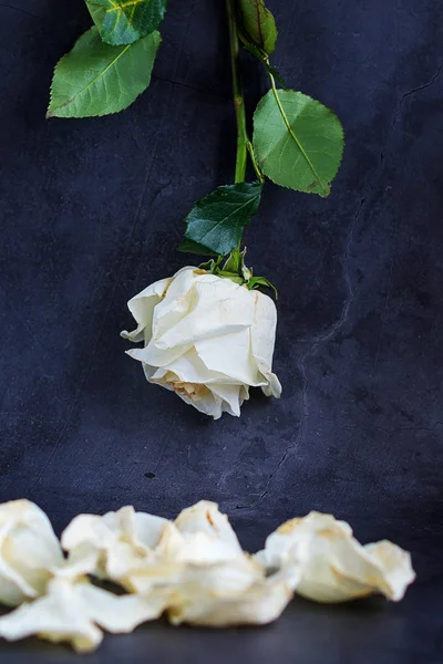 Una rosa blanca sobre un fondo oscuro con pétalos . —  Fotos de Stock