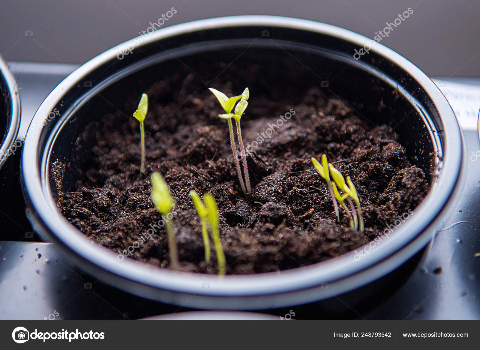Small Plants Planting The Seedling Trays For Agricultural Plants