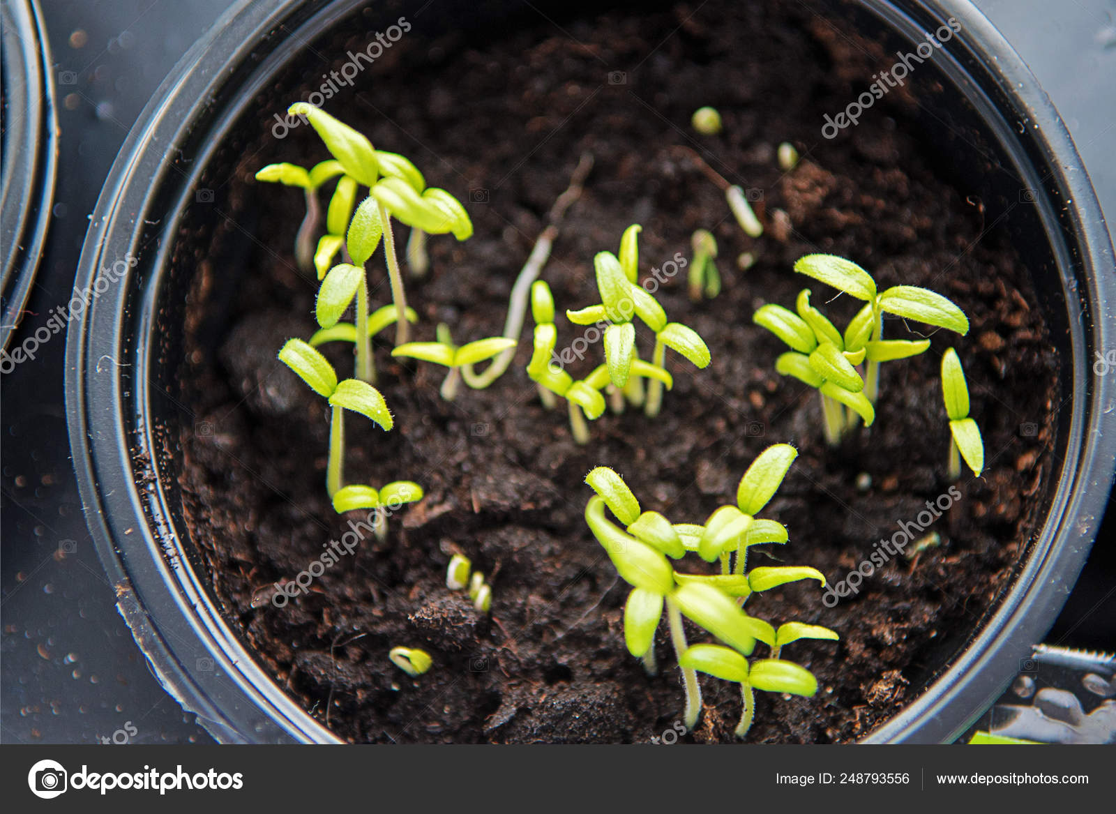 Small Plants Planting The Seedling Trays For Agricultural Plants