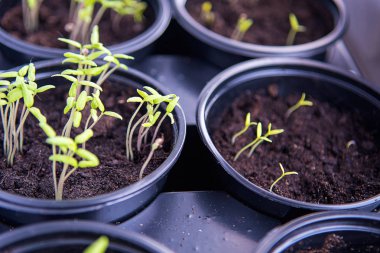 Küçük bitkiler, tarım bitkileri için tohum tepsileri. Bahar ekimi. Pencere kenarındaki kutularda yetişen tohumlardan ilk filizler..