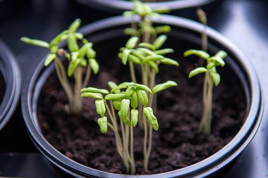 Küçük bitkiler, tarım bitkileri için tohum tepsileri. Bahar ekimi. Pencere kenarındaki kutularda yetişen tohumlardan ilk filizler..