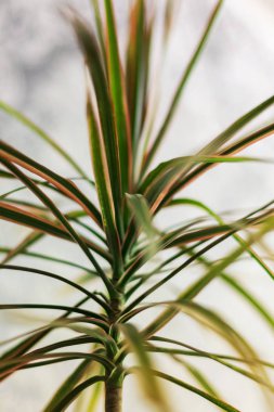 Dracaena marginata üç renkli veya Madagaskar Ejder ağacı.