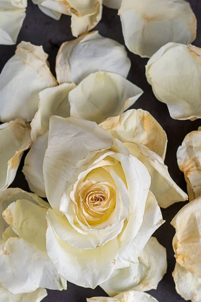 Bílá růže na šedém pozadí s petal — Stock fotografie