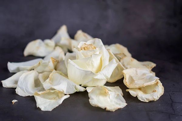 Rose blanche sur fond gris avec pétales — Photo