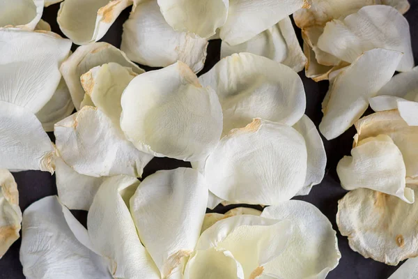 Białe płatki róż na szarym tle — Zdjęcie stockowe