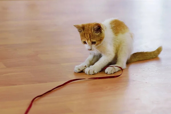 Gatito jugando con un juguete en un piso de madera —  Fotos de Stock