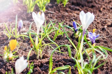 Çiğdem, bahçede ev yapımı bir yatakta crocuses çoğul. Iris ailesinin çiçekli bitkiler.