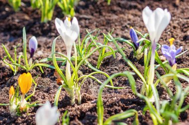 Çiğdem, bahçede ev yapımı bir yatakta crocuses çoğul. 