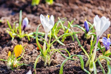 Çiğdem, bahçede ev yapımı bir yatakta crocuses çoğul. 