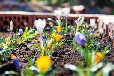 Çiğdem, bahçede ev yapımı bir yatakta crocuses çoğul. Iris ailesinin çiçekli bitkiler.