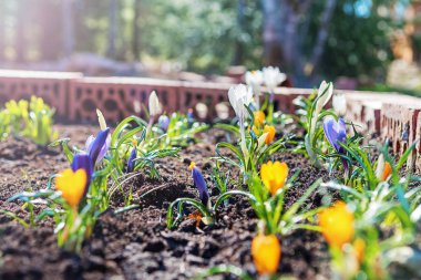 Bahçede ev yapımı bir yatakta renkli Crocuses. Iris ailesinin çiçekli bitkiler.