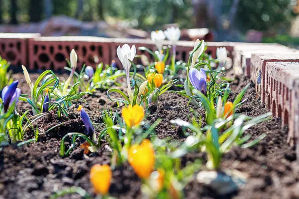 Crocus, el plural de los azafranes en una cama casera en el jardín. Plantas con flores de la familia del iris . — Foto de Stock