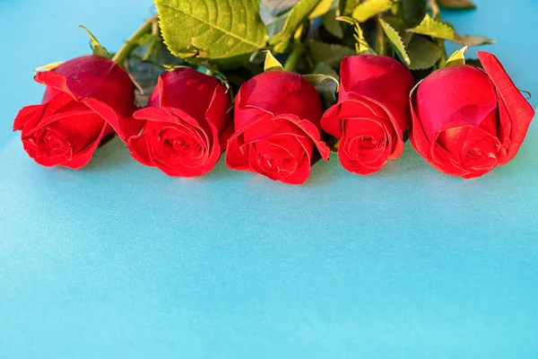 Pięć pięknych czerwonych róż na niebieskim tle — Zdjęcie stockowe