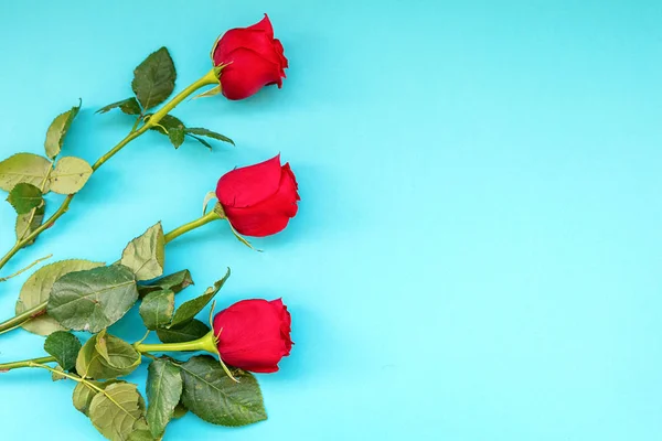 Tři nádherné červené růže izolované na modrém pozadí — Stock fotografie