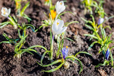 Çiğdem, bahçede ev yapımı bir yatakta crocuses çoğul. Iris ailesinin çiçekli bitkiler.
