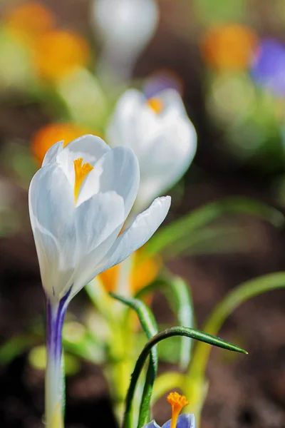 Çiğdem, bahçede ev yapımı bir yatakta crocuses çoğul. Iris ailesinin çiçekli bitkiler. — Stok fotoğraf