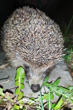 Kirpi, Erinaceus europaeus vahşi, yerli, yeşil arka plan ile çim üzerinde karanlıkta Avrupa kirpi. Orman sakini.