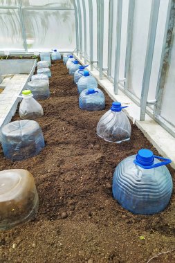 Bir sera veya tünelde tohum ekimi, dondan plastik şişe kapatma.
