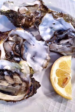 Buz ve limon ile beyaz bir tabak içinde taze istiridye